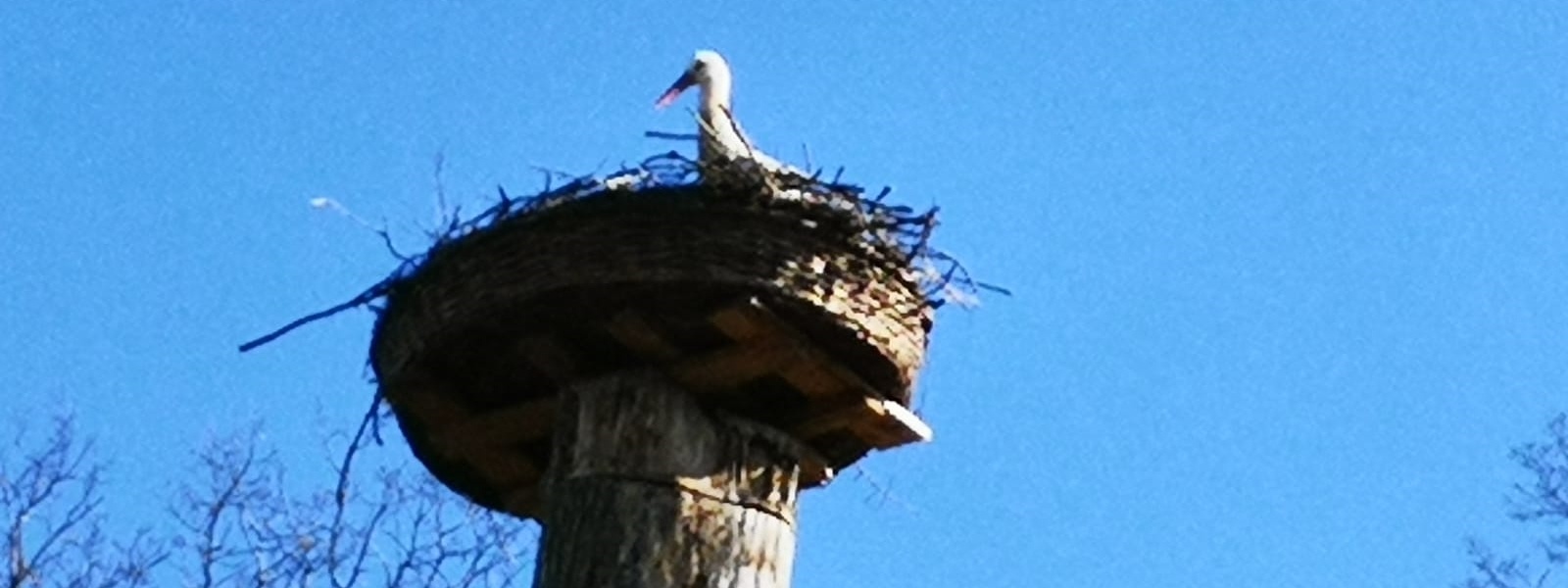 storch